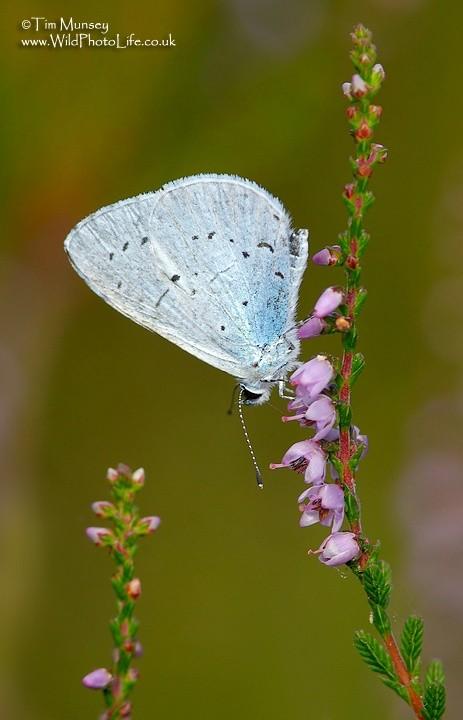 Copy of Holly Blue 30_07_06.jpg